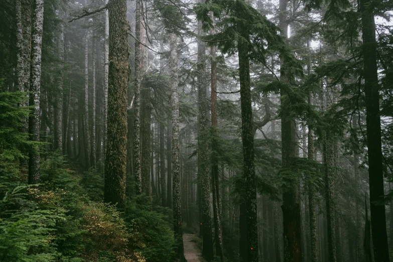 an area with lots of tall trees in the fog