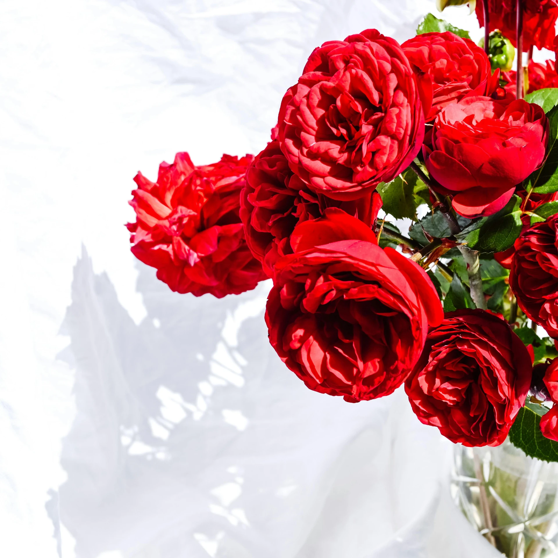 some red flowers are in a vase on a table