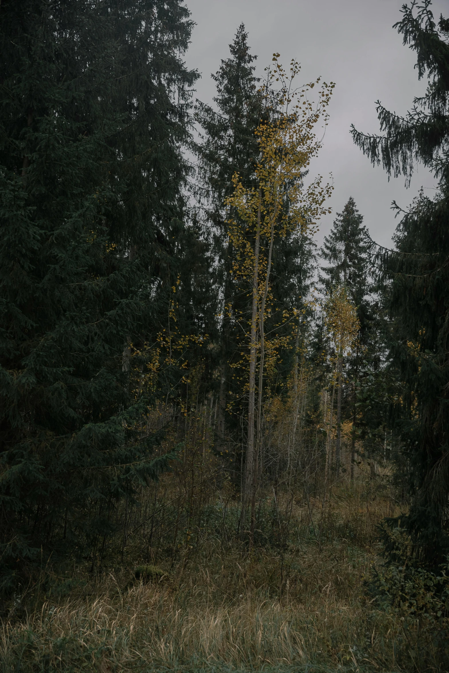 the woods and trees are full of yellow leaves