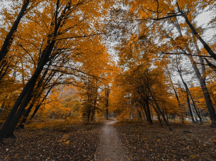 a tree filled forest covered in lots of fall leaves