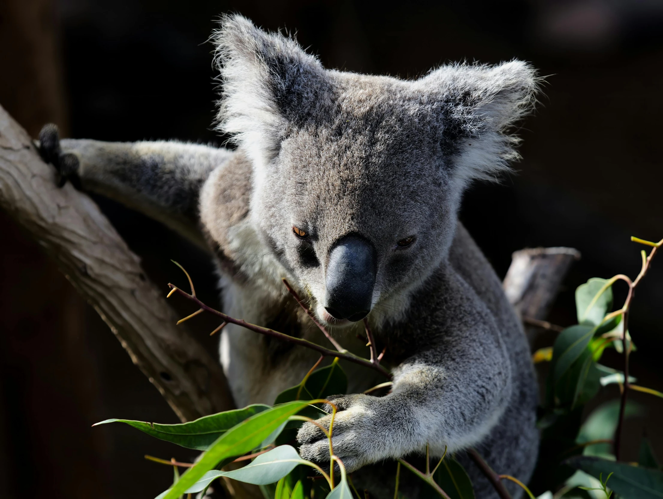 a koala bear eating a nch in a tree