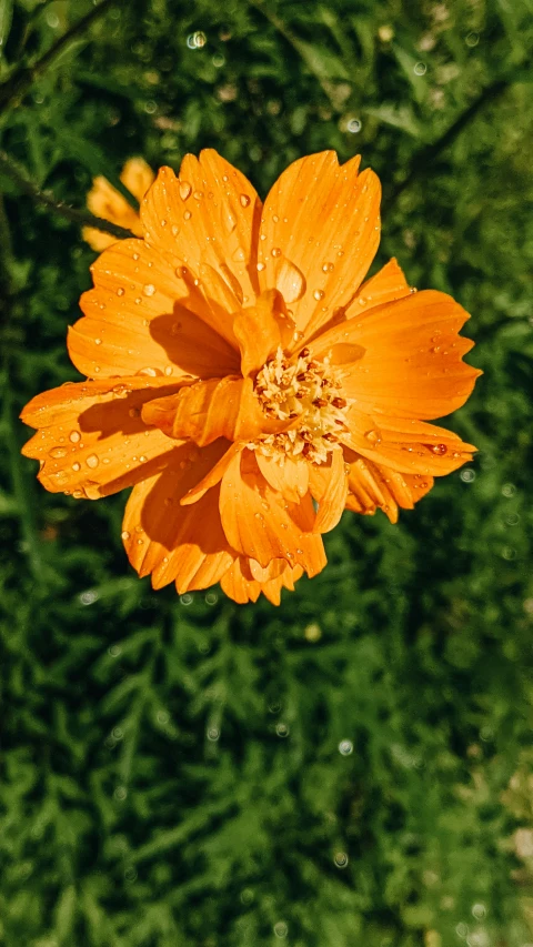 a single orange flower with water drops on it