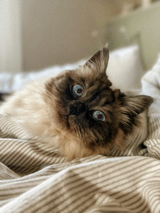 a cat looks up while laying on top of a bed