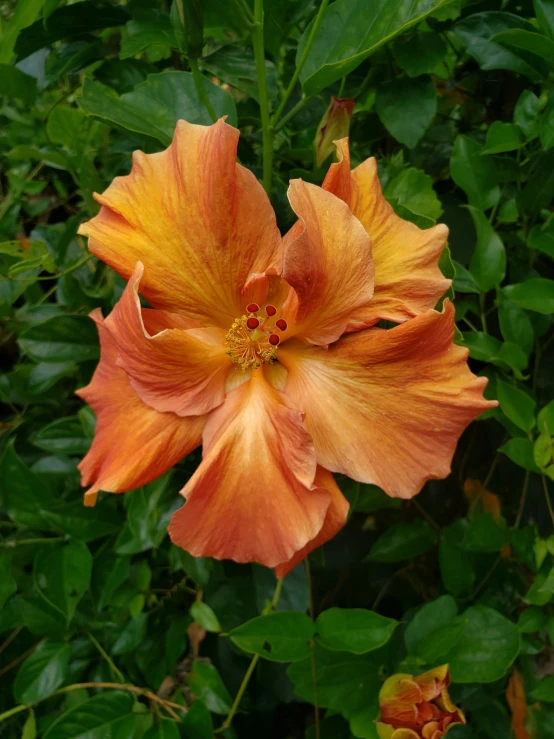 large flower with yellow stamen in the middle