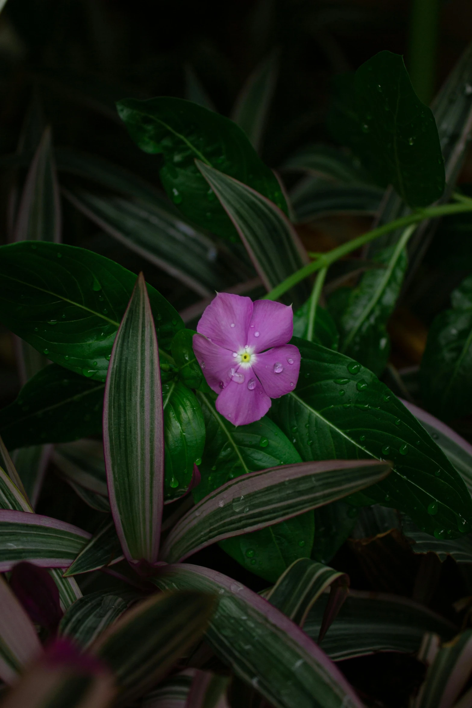 a purple flower is on a green nch