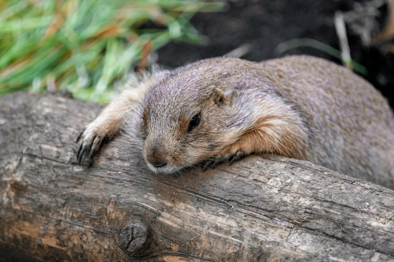 an animal that is sitting on a log