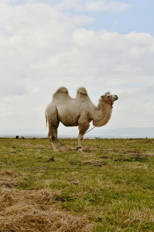 a single white camel is standing in a field