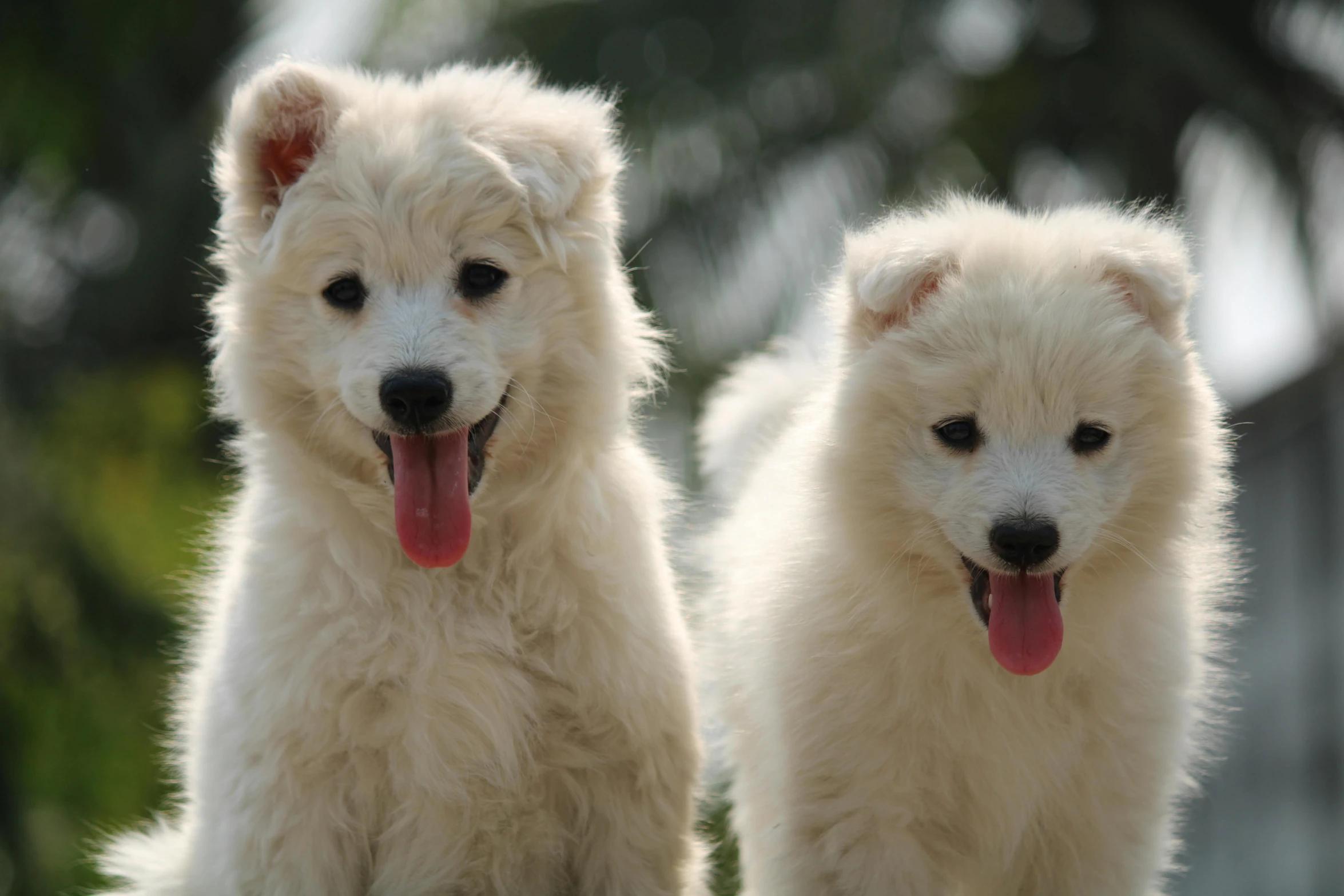 two furry dogs that are white and brown