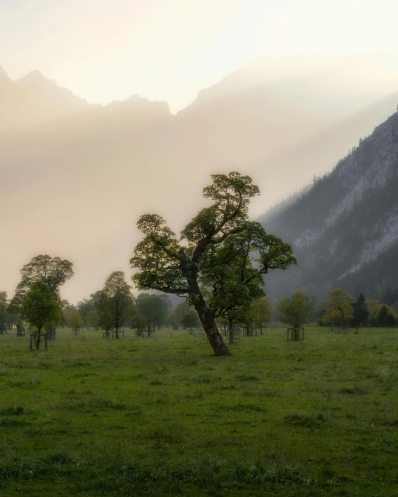 there is a small tree in the middle of a field