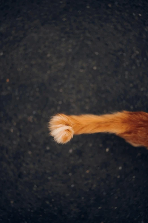 a yellow cat's tail, showing off its tail and tail fin