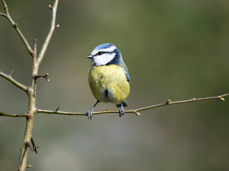 a small blue and yellow bird is sitting on a bare nch