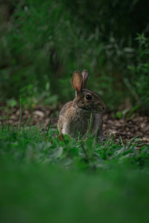 a small bunny rabbit sits in the grass in front of bushes