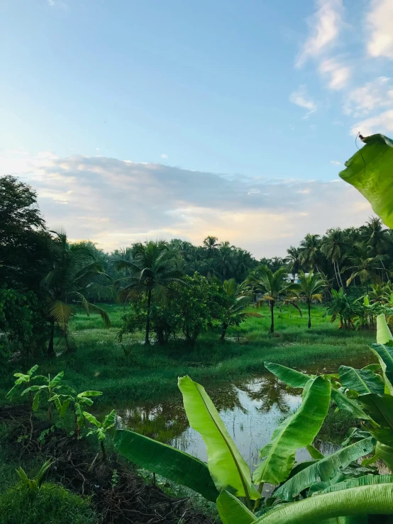 green plants and trees near water with cloudy sky in the background