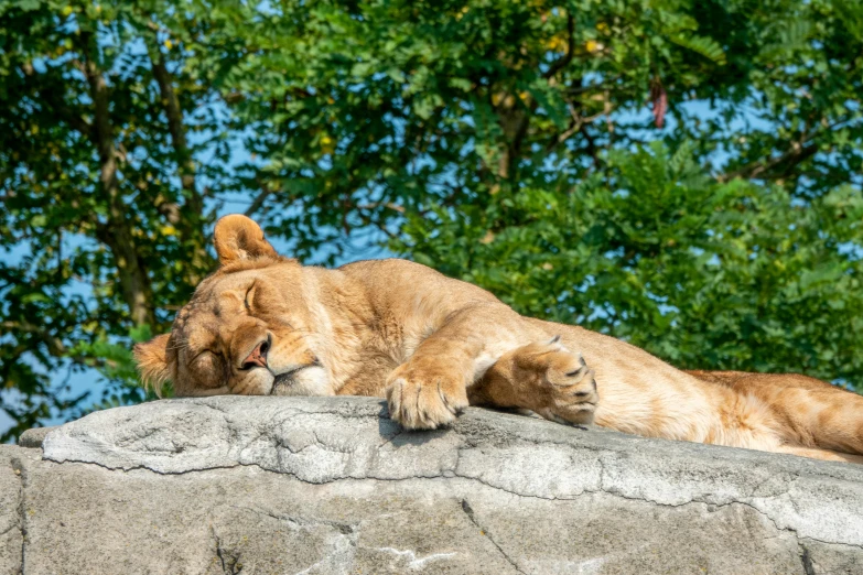 two animals are laying on top of a stone structure