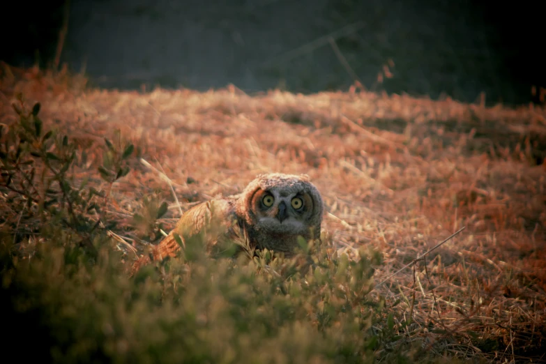 a gray and black owl is laying in the grass