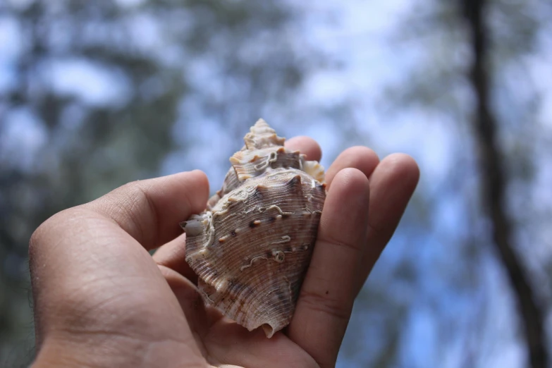 a person is holding a tiny seashell in their hand