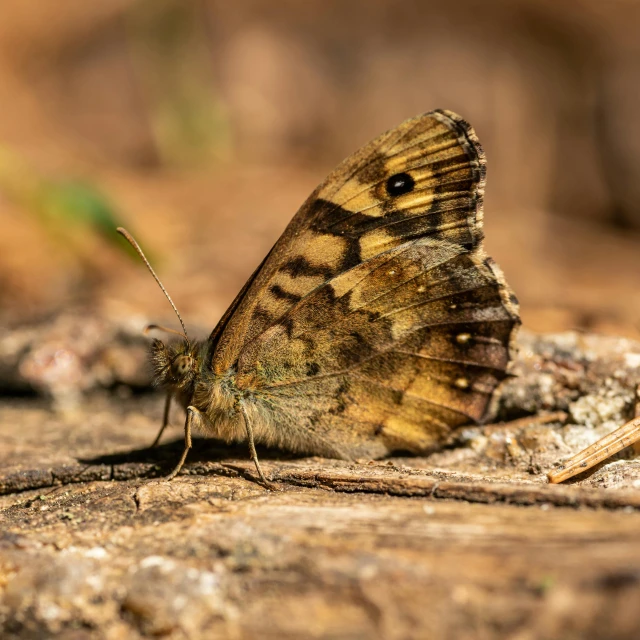 a erfly rests on a broken tree nch