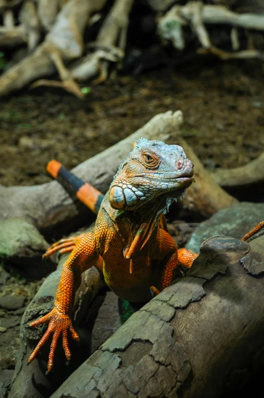 there is an orange lizard standing on the rocks