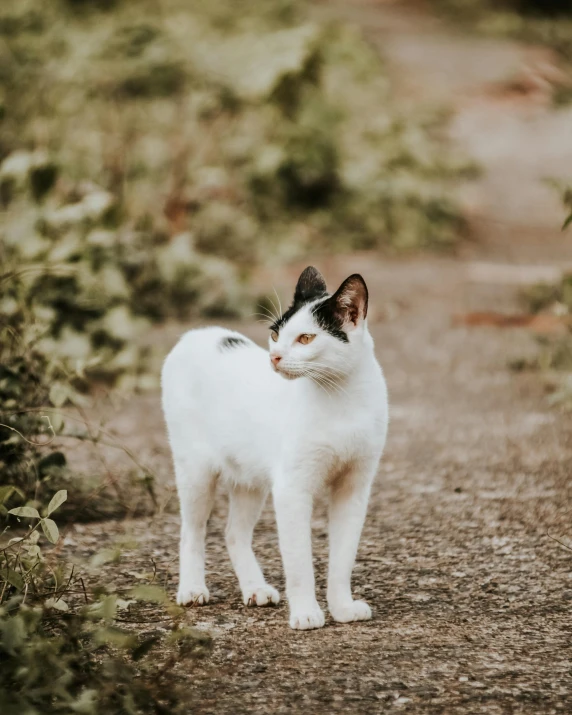 a white cat standing on top of a gravel road