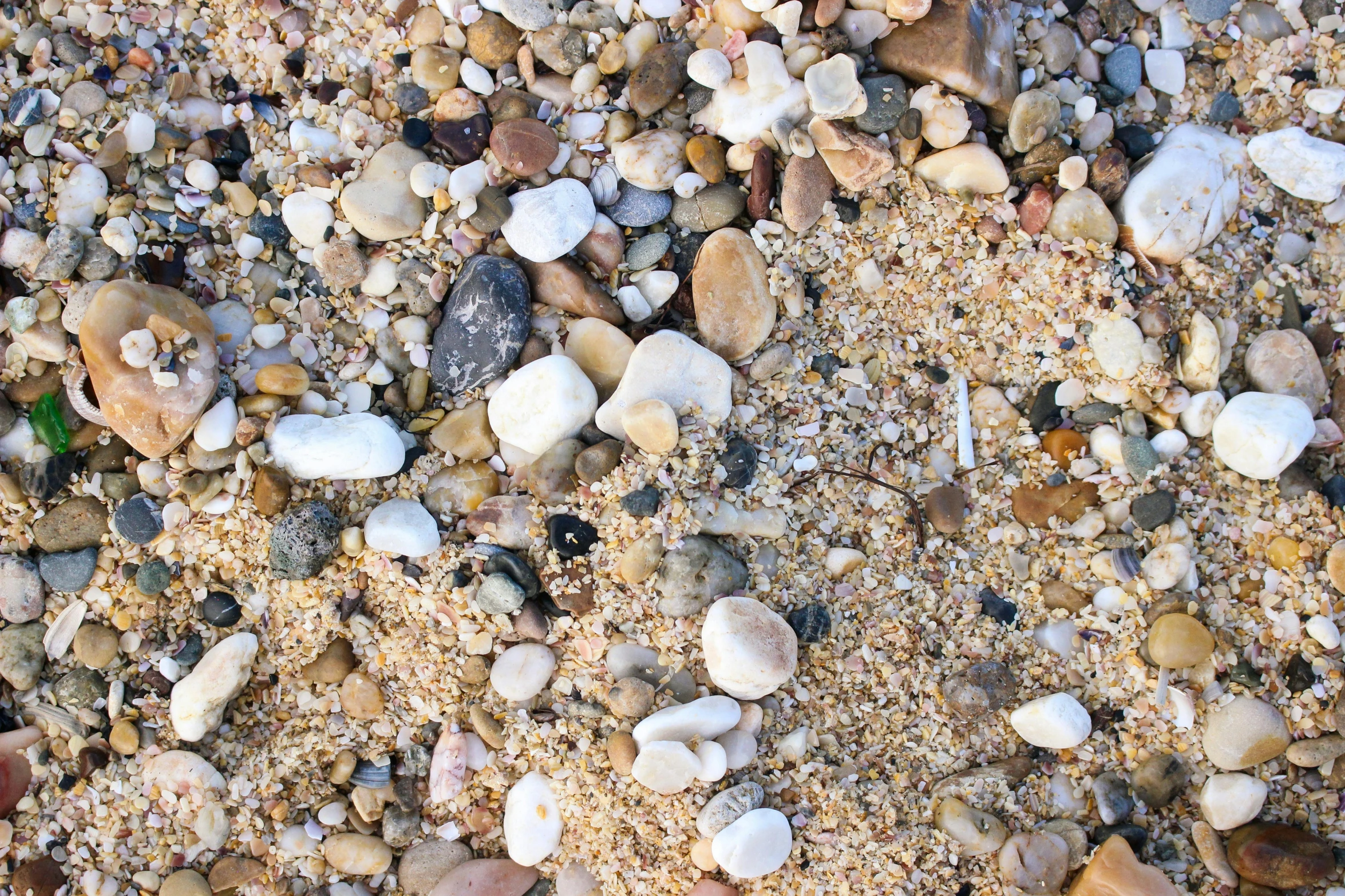 a patch of sandy ground with several shells