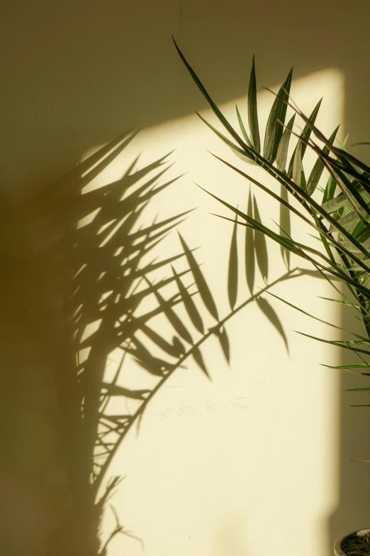 the shadow from a palm leaf on a wall