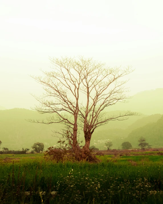 tree in a field with mountains in the distance