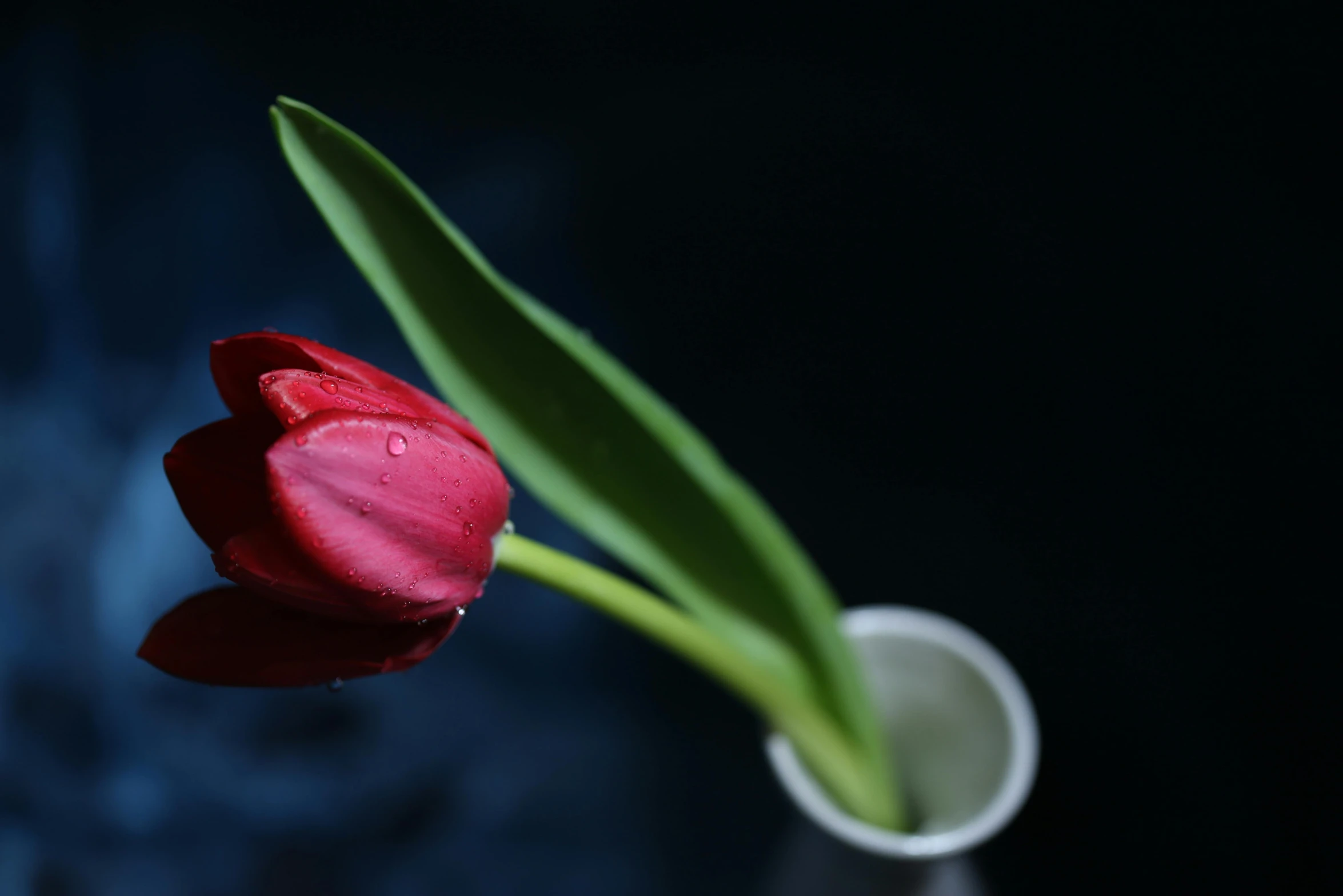 there is a red flower in a clear vase