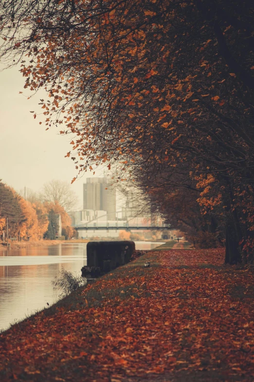 a tree lined path leading to the river and some buildings on it