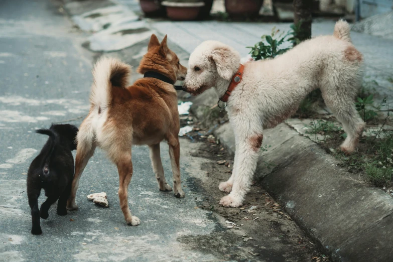 two dogs and one dog looking at each other