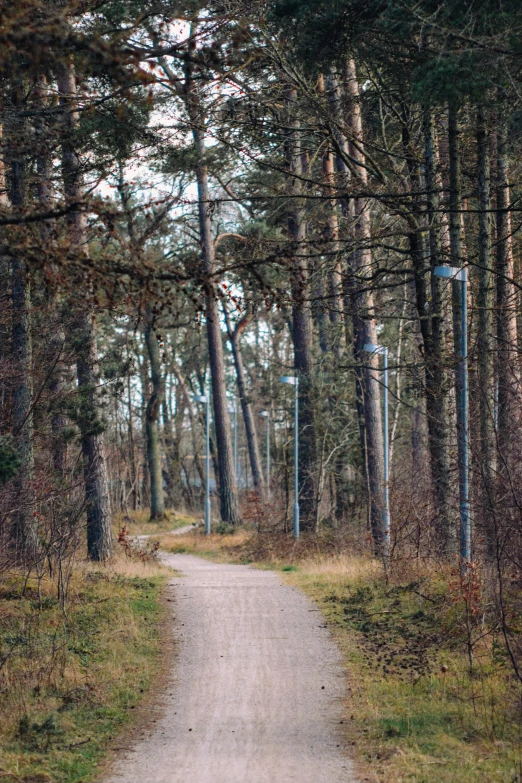 a dirt road is shown through some trees