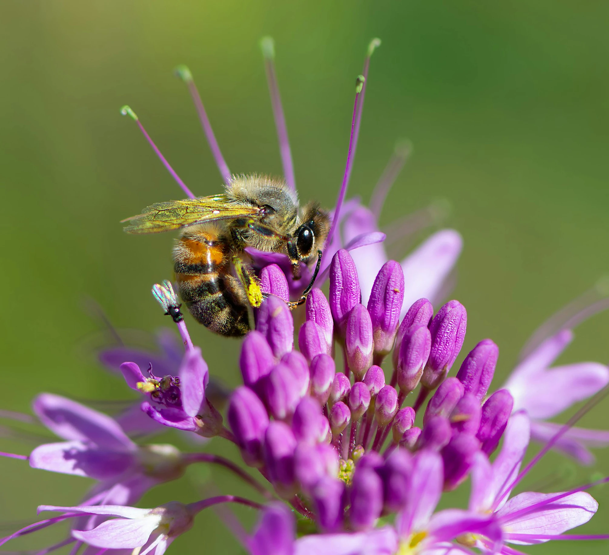 a couple of bees that are on some purple flowers