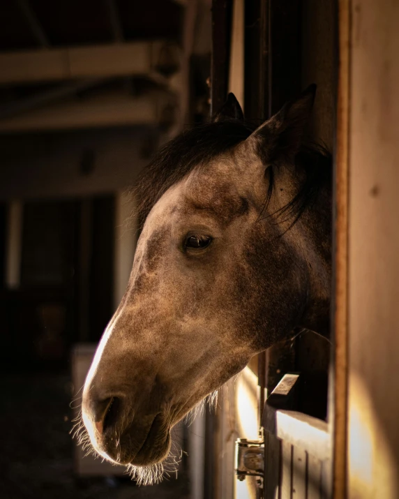 a horse standing next to a building with the door open