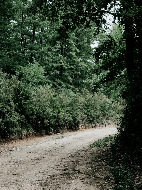 dirt road near grassy area with tree's in background