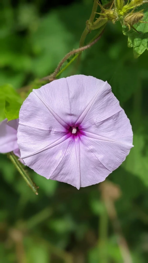 purple flowers on green leaves in the sun