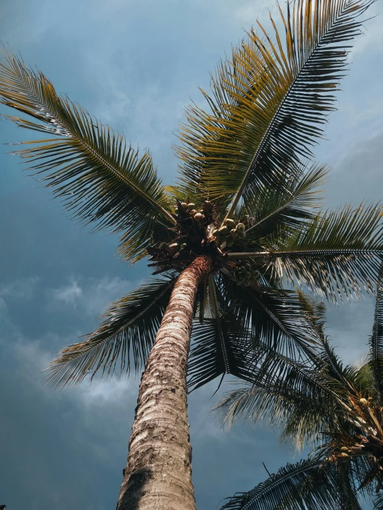 a palm tree that is standing alone