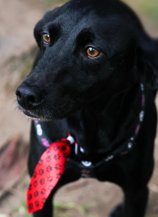 the black dog has a bright red bow tie around his neck