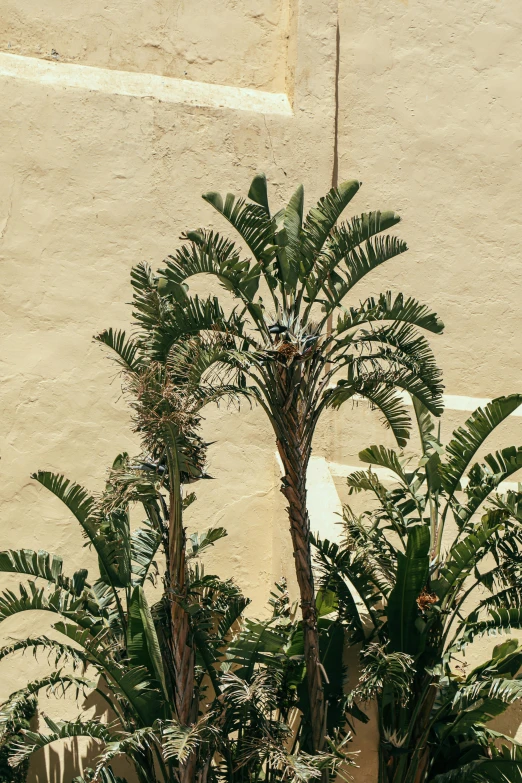 two tall palm trees near some bushes