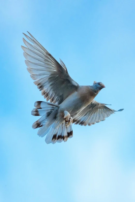 a bird flying through a blue sky with its wings spread