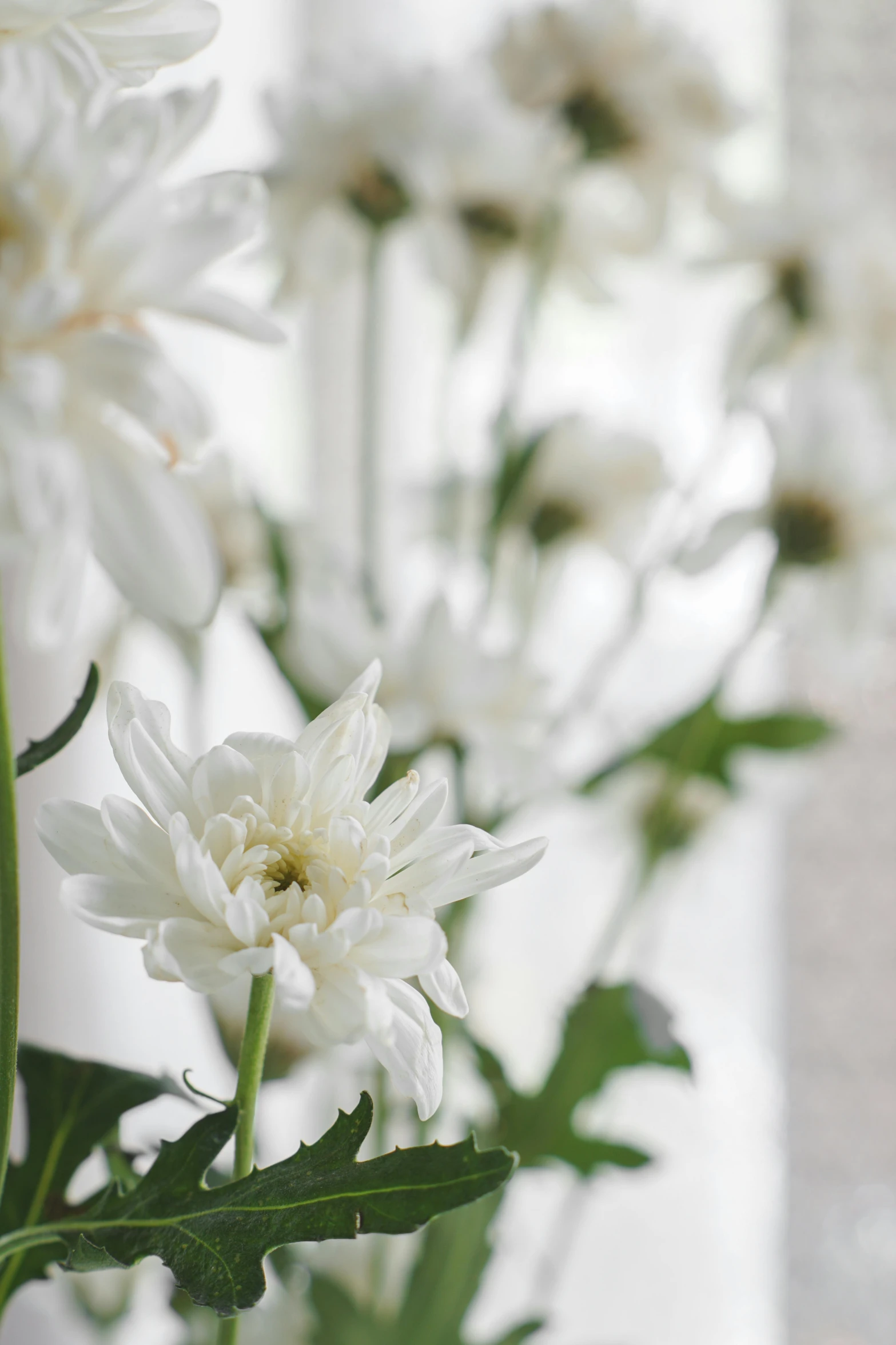 some flowers sitting in a vase in a window sill