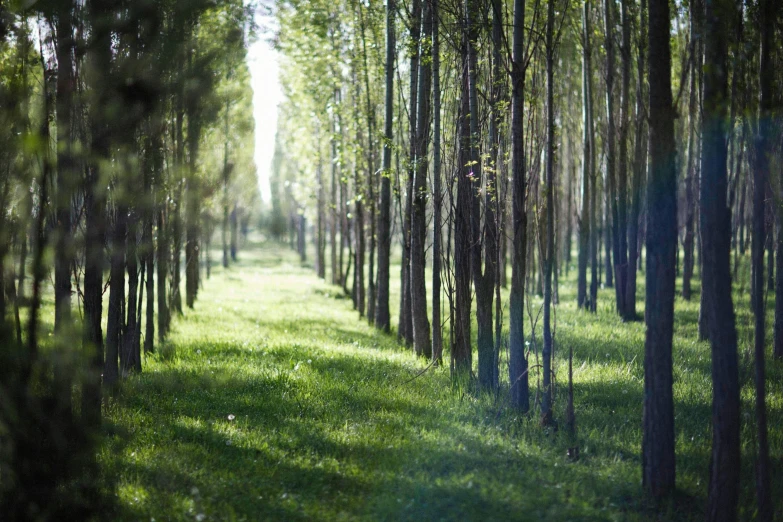 the sunlight is shining on the field with many tall trees