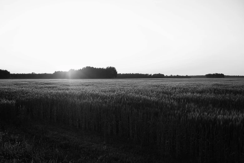 a field of tall grass during the day with trees in the distance