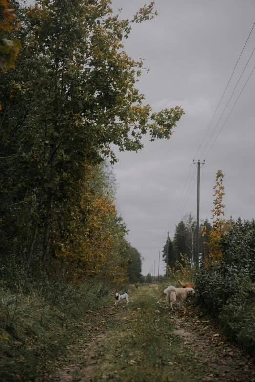 there are two cows standing next to each other on the side of a road