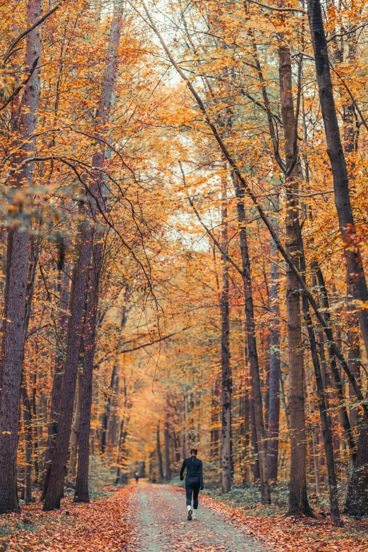 man walking down pathway covered in fall leaves