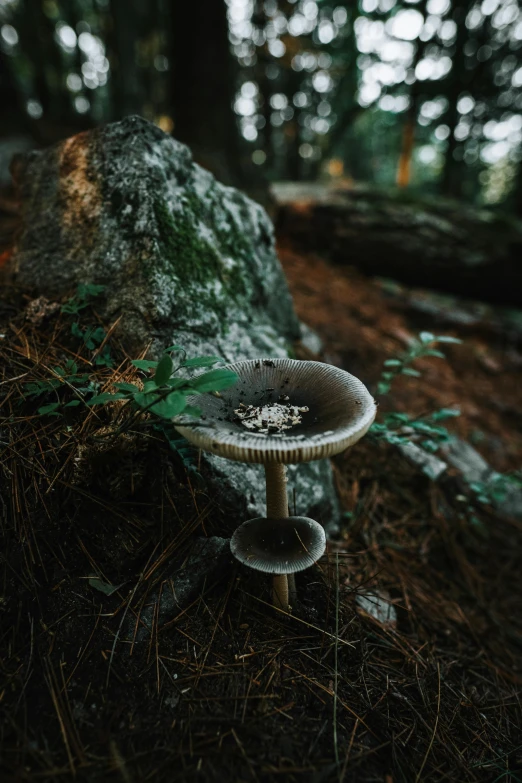 a mushroom growing out of a rock in the forest