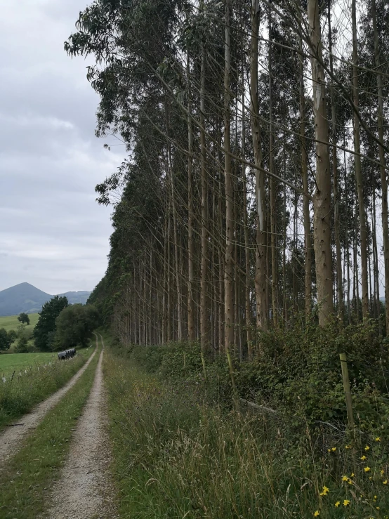 trees and shrubs along a path on a cloudy day