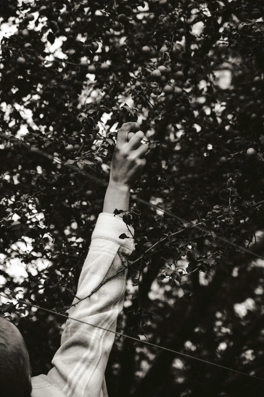 man reaching up to pick berries off of tree