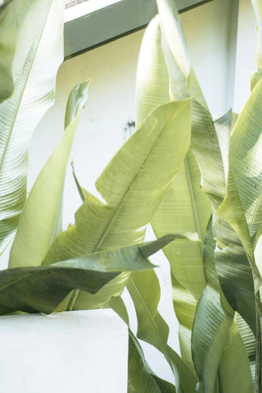 a close up view of a bunch of leaves