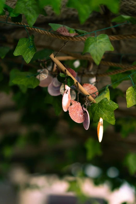 various shells are hanging from a vine on a vine