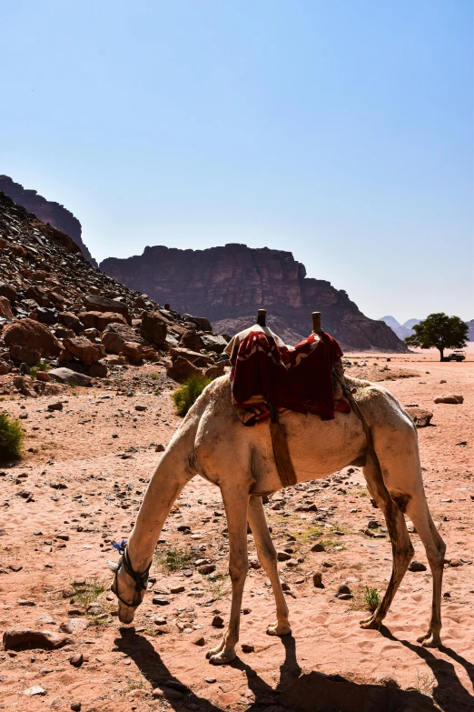 a camel is bent over and saddled to drink water from the river
