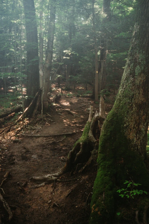 a group of trees in a lush green forest